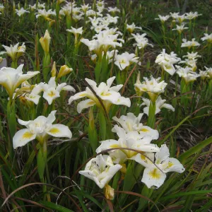 Iris 'Canyon Snow' on the Porter Trail