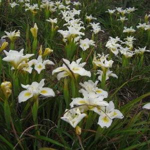 Iris 'Canyon Snow' on the Porter Trail