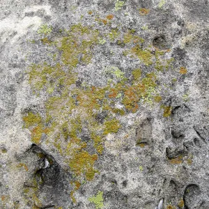 Lichens on sandstone boulders near old stone steps in the parking lot