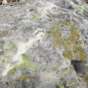 Lichens on sandstone boulders near old stone steps in the parking lot