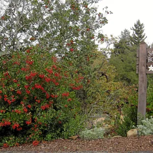 Toyon in fruit at top of parking lot with entry sign