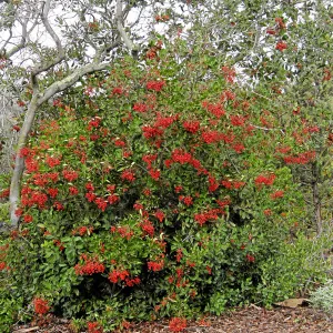 Toyon in fruit at top of parking lot