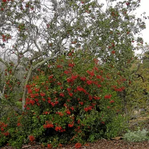 Toyon in fruit at top of parking lot