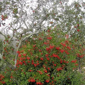 Toyon in fruit at top of parking lot