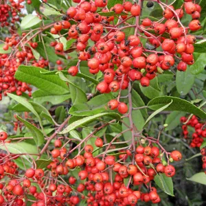 Toyon in fruit at top of parking lot