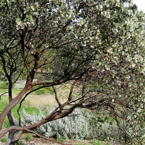Arctostaphylos glauca in bloom west side of the Meadow
