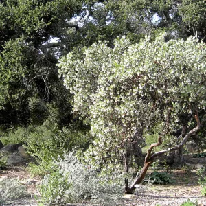 Arctostaphylos glauca in bloom west side of the Meadow