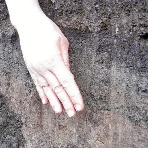 Soil profile showing shale buildup in holes dug for new oak trees in the Meadow Oaks