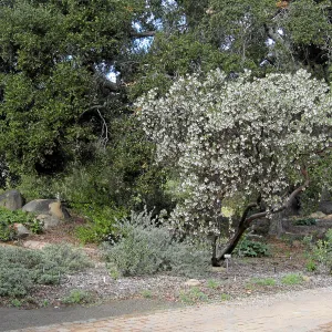 Arctostaphylos glauca in flower on west side of the Meadow