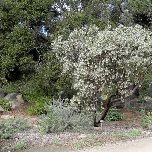 Arctostaphylos glauca in flower on west side of the Meadow