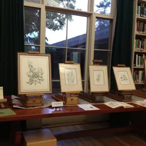 art by Jacqueline Broughton, Art From the Blaksley Library, botanical art exhibit, April 2013