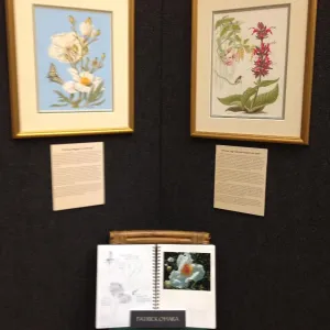 Art by Patrick O'Hara, Art From the Blaksley Library, botanical art exhibit, April 2013