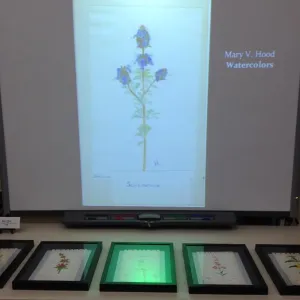 Art by Mary V. Hood, Art From the Blaksley Library, botanical art exhibit, April 2013