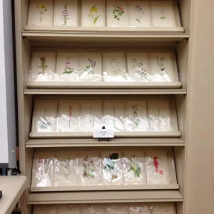 Art by Mary V. Hood, Art From the Blaksley Library, botanical art exhibit, April 2013