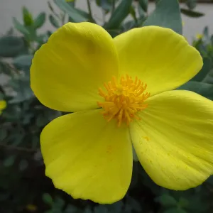 Dendromecon flower