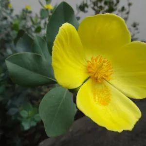 Dendromecon flower