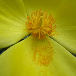 Dendromecon flower
