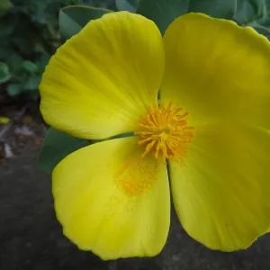 Dendromecon flower