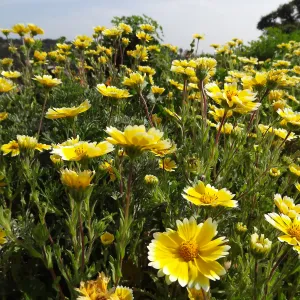 Wildflower display on the east side of the Garden