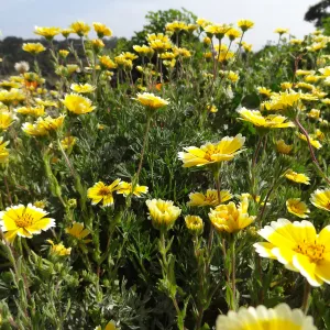 Wildflower display on the east side of the Garden