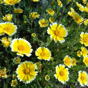 Wildflower display on the east side of the Garden