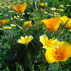 Wildflower display on the east side of the Garden