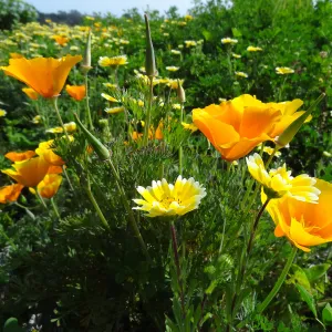 Wildflower display on the east side of the Garden
