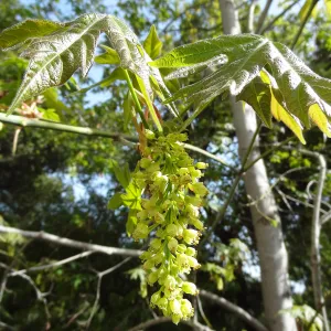 Sycamore inflorescence and leaves