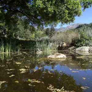 Meadow Pond, turtles, Meadow Oaks, SBBG