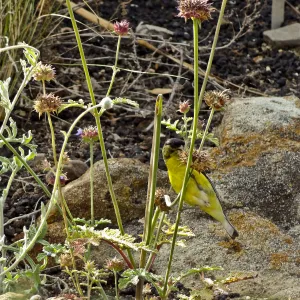 Gold finch, Desert Section, SBBG, bird