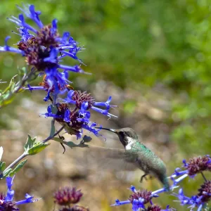 Hummingbird visiting Salvia, (sage) SBBG