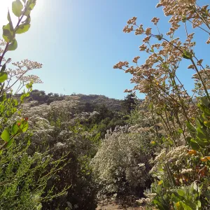 Porter Trail spur to Hort building, Eriogonum (wild buckwheat) in bloom, SBBG