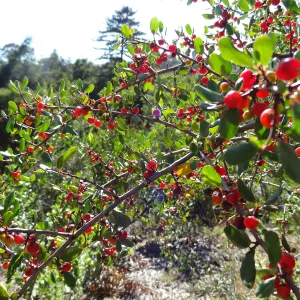red berries, Rhamnus, Porter Trail, SBBG