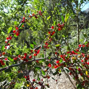 red berries, Rhamnus, Porter Trail, SBBG