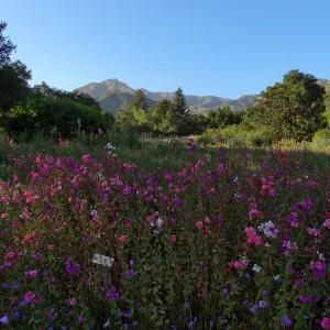 wildflowers in the Meadow, Clarkia