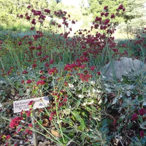Eriogonum grande var. rubescens, SBBG Meadow border