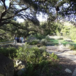SBBG hosts Santa Barbara Chamber of Commerce Mixer, June 2013, Garden Tour, visitors walking in the Meadow Oaks
