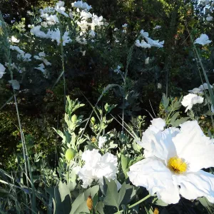 Matillija poppies in bloom, top of the Meadow, SBBG