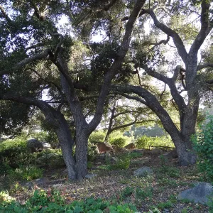 Meadow Oaks, SBBG