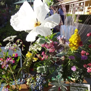 SBBG hosts Santa Barbara Chamber of Commerce Mixer, June 2013, floral arrangements