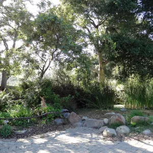 Meadow Pond