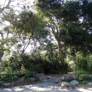 Meadow Pond