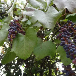 native California grapes on the vine, Vitis californica, SBBG