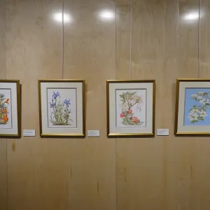 Patrick O'Hara exhibit at the Wildling Art Museum, SBBG Blaksley Library Special Collections, Art