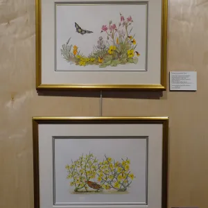 Patrick O'Hara exhibit at the Wildling Art Museum, SBBG Blaksley Library Special Collections, Art