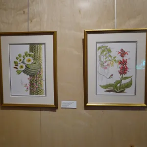 Patrick O'Hara exhibit at the Wildling Art Museum, SBBG Blaksley Library Special Collections, Art