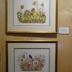 Patrick O'Hara exhibit at the Wildling Art Museum, SBBG Blaksley Library Special Collections, Art
