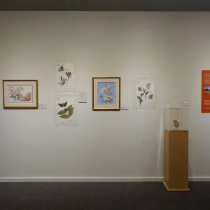 Patrick O'Hara exhibit at the Wildling Art Museum, SBBG Blaksley Library Special Collections, Art