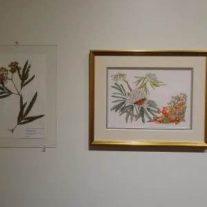 Patrick O'Hara exhibit at the Wildling Art Museum, SBBG Blaksley Library Special Collections, Art