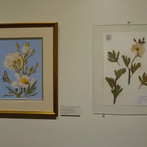 Patrick O'Hara exhibit at the Wildling Art Museum, SBBG Blaksley Library Special Collections, Art